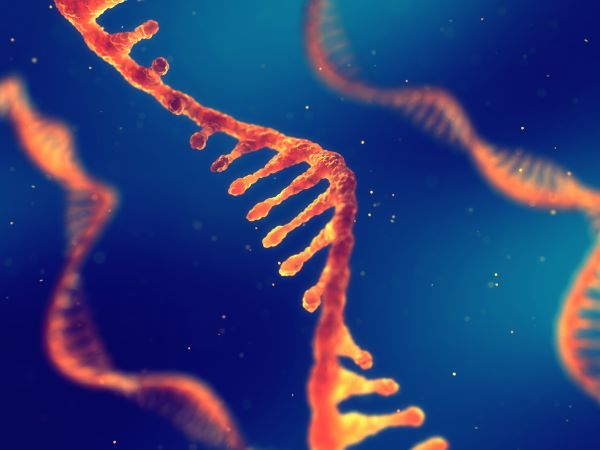 A single strand of ribonucleic acid RNA 