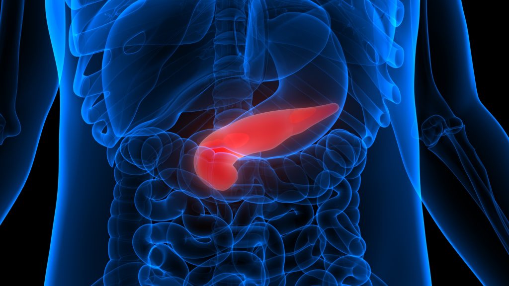 Pancreas location in human body